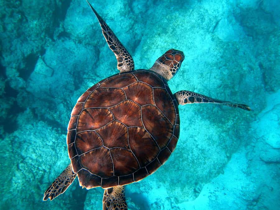 Muscat: Daymaniyat Islands Snorkeling Tour - Why Daymaniyat Islands is worth your time