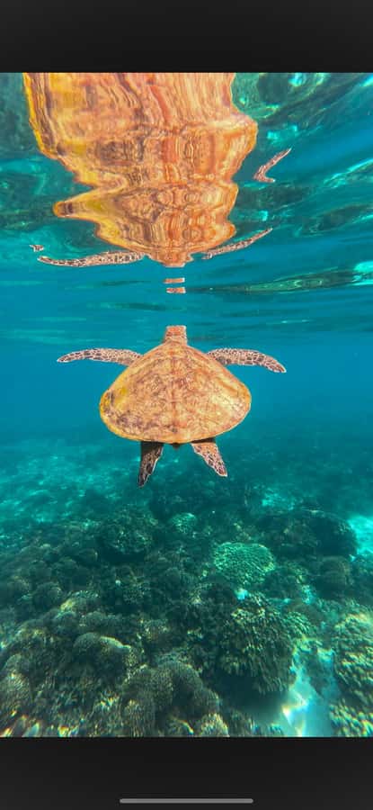 Muscat: Daymaniyat Islands Snorkeling Tour - What the three bays can offer