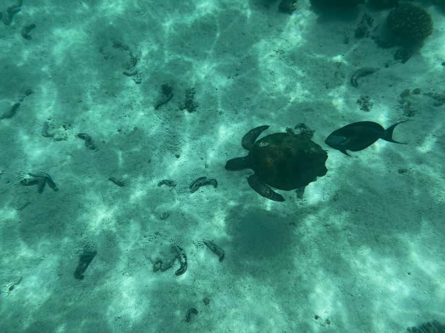 Muscat: Daymaniyat Islands Snorkeling Tour - Which guide and boat experience should you expect?