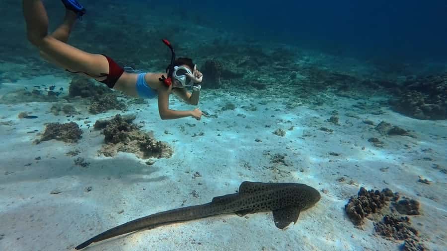 Muscat: Daymaniyat Islands Snorkeling Tour - Starting at Seeb Port