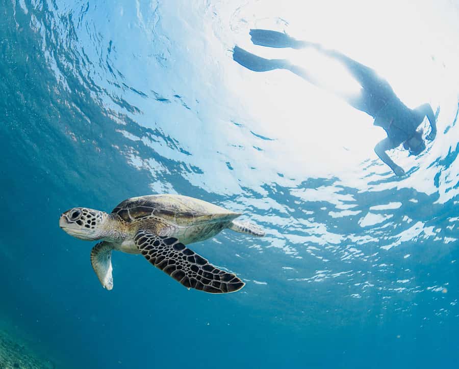 Muscat: Daymaniyat Islands Snorkeling Trip with BBQ Lunch - Two snorkeling sites, chosen for the day