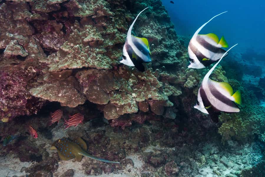 Muscat: Daymaniyat Islands Snorkeling Trip with BBQ Lunch - Starting at MolaMola in Al Mouj Marina