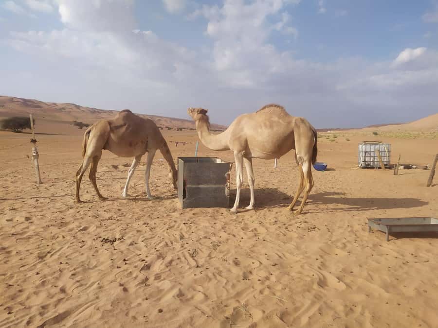 Muscat: Desert & Wadi Bani Khalid Tour with Quad Bike Option - Crossing Wahiba Sands by 4WD