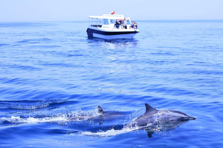 Muscat: Dolphin Watch & Snorkel Excursion - Watching dolphins in open water