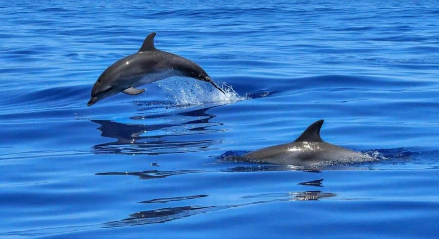 Muscat: Dolphin Watch & Snorkel Excursion - The speedboat ride along Muscat’s coast