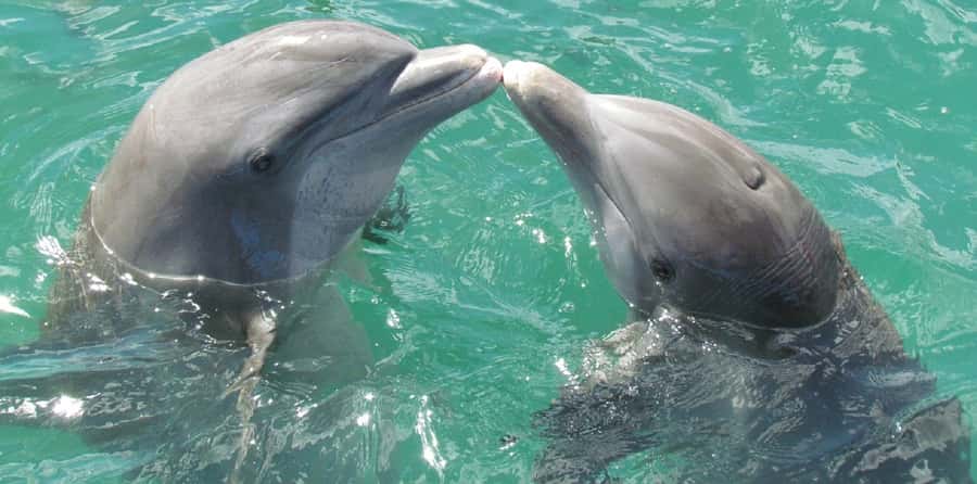 Muscat: Dolphin Watching and Snorkeling Tour - Who will enjoy this Muscat boat trip