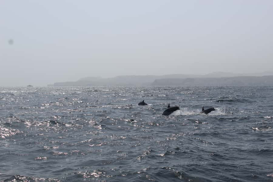 Muscat: Dolphin Watching and Snorkeling Tour By Speed Boat - Key points at a glance