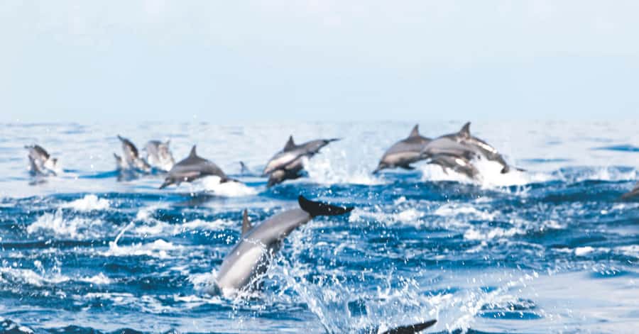 Muscat: Dolphin Watching and Snorkeling Tour - Searching for dolphins in open water