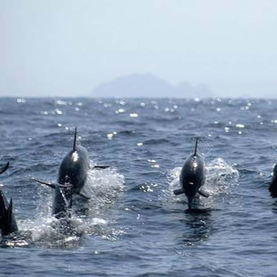 Muscat: Dolphin Watching and Snorkeling Trip - Key points to know before you go