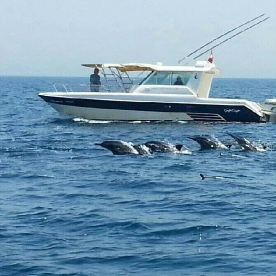 Muscat: Dolphin Watching and Snorkeling Trip - From Marina Bandar Al Rowdha to open water