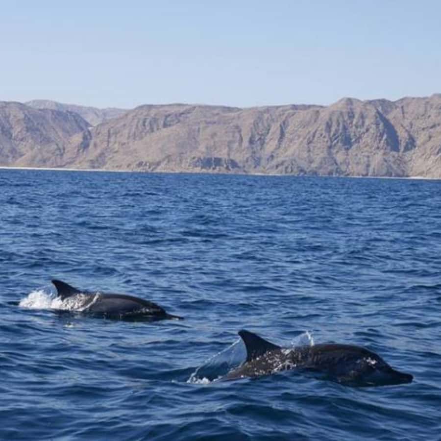 Muscat: Dolphin Watching and Snorkeling Trip - Cancellation and booking flexibility