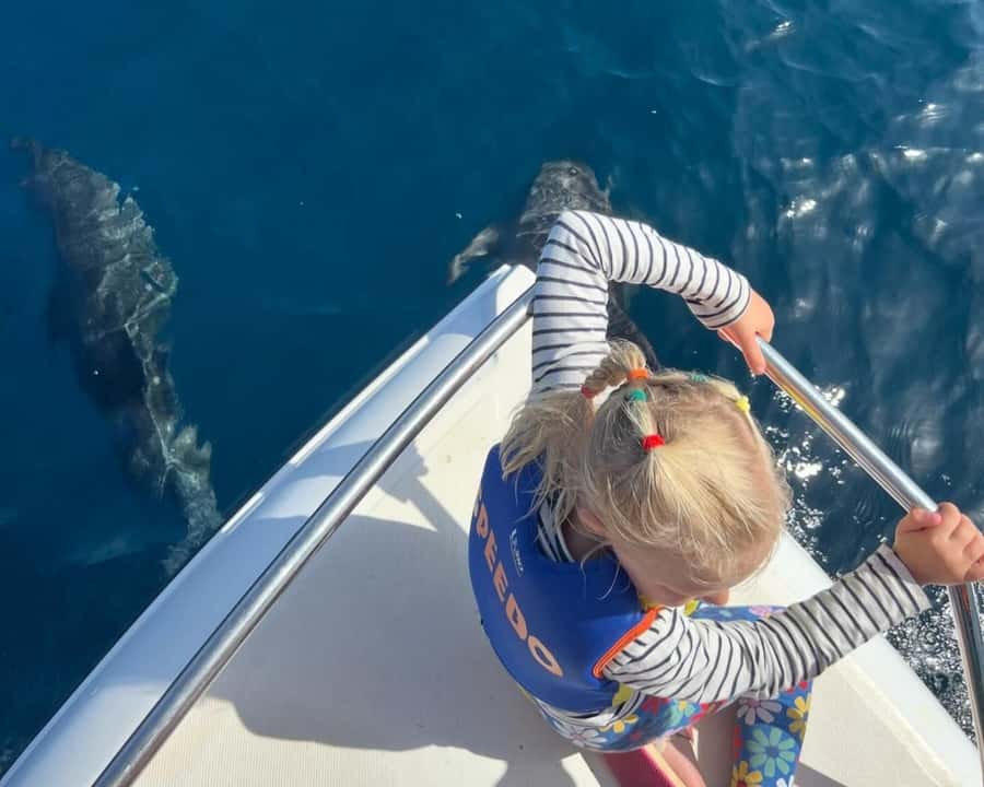 Muscat: Dolphin Watching Boat Amazing Trip - Starting from Marina Bandar al Rowdha
