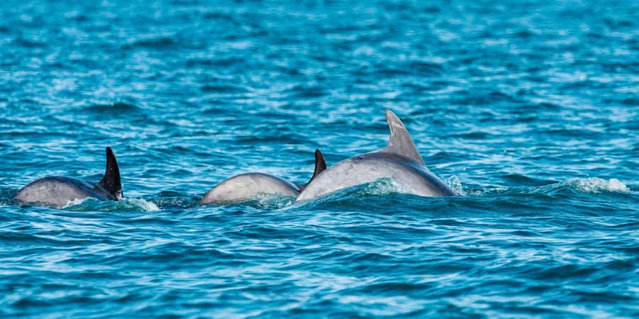 Muscat: Dolphin Watching Boat Amazing Trip - Searching for dolphins in the wild