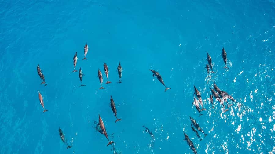 Muscat: Dolphin Watching Boat Amazing Trip - Drinks, snacks, and what to bring