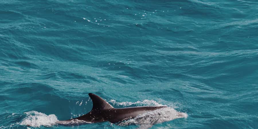 Muscat: Dolphin Watching Boat Tour - Quick facts before you book