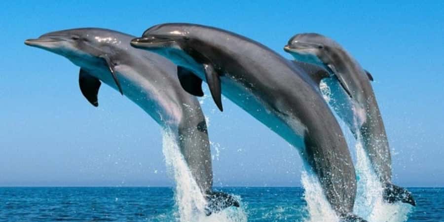 Muscat: Dolphin Watching Boat Tour - Finding dolphins in their natural setting