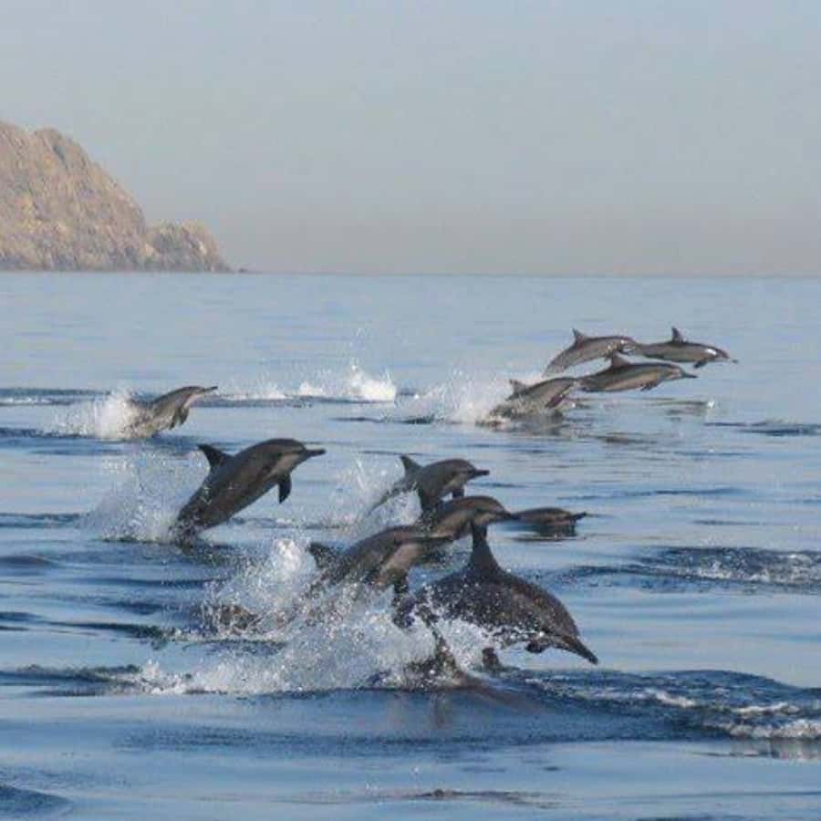 Muscat: Dolphin Watching Boat Trip with Snacks & Local Guide - Key points before you book