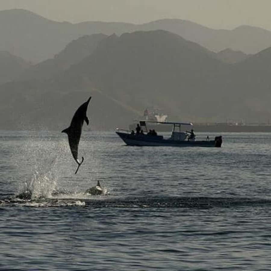 Muscat: Dolphin Watching Boat Trip with Snacks & Local Guide - Cruising past Arch Rock and Bustan Palace