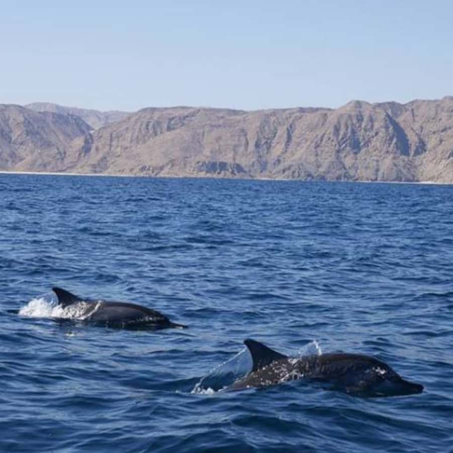 Muscat: Dolphin Watching Boat Trip with Snacks & Local Guide - Why the early morning option makes sense