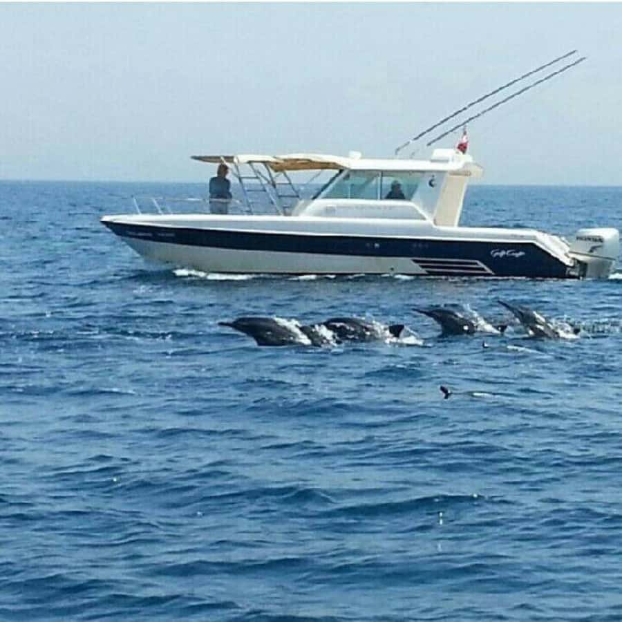 Muscat: Dolphin Watching Boat Trip with Snacks & Local Guide - Is $60 a fair price?