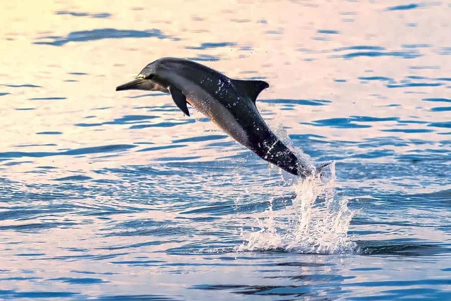 Muscat Dolphin Watching & Coastal Sightseeing Tour - Starting with a Muscat hotel pickup