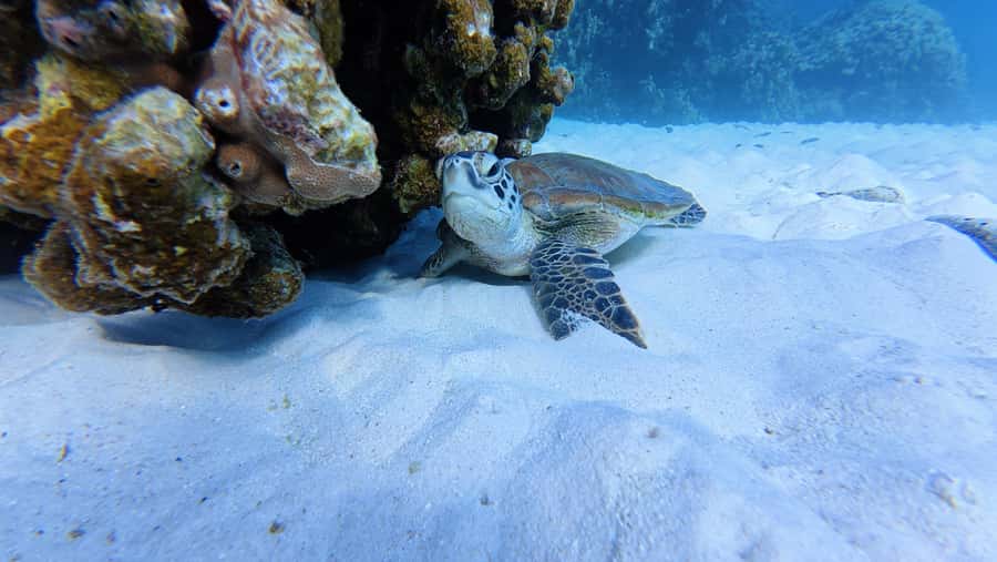 Muscat Oman: Snorkeling adventure to Daymaniyat Island - Two snorkeling stops, not one quick swim