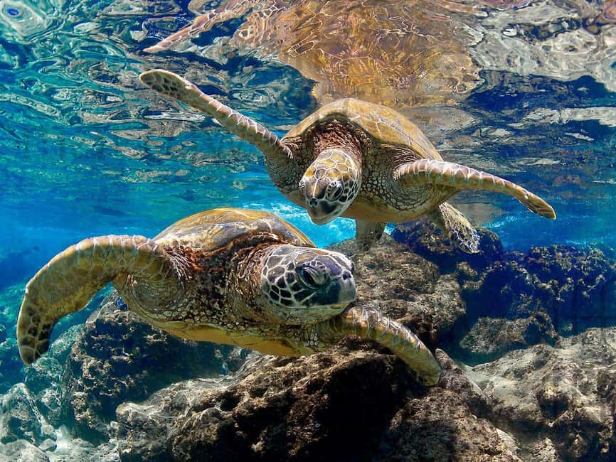 Muscat Oman: Snorkeling adventure to Daymaniyat Island - Lunch, drinks, and useful water gear