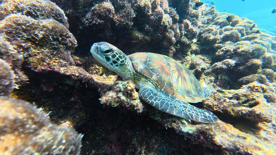 Muscat Oman: Snorkeling adventure to Daymaniyat Island - Starting at Al Mouj Marina at 8:30 AM