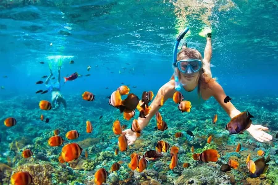 Muscat: Snorkeling and Dolphin Watching Tour - Key points before you book