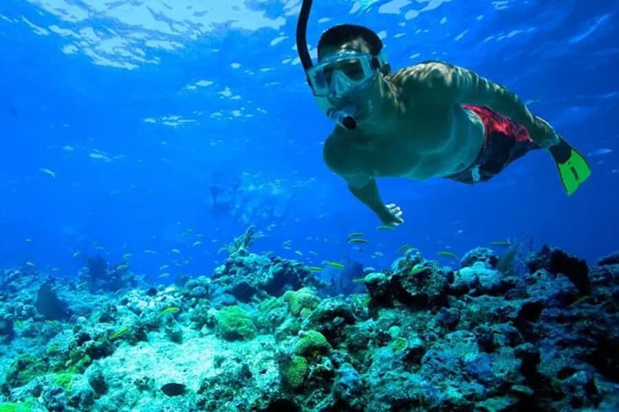 Muscat: Snorkeling and Dolphin Watching Tour - What the $50 price really covers
