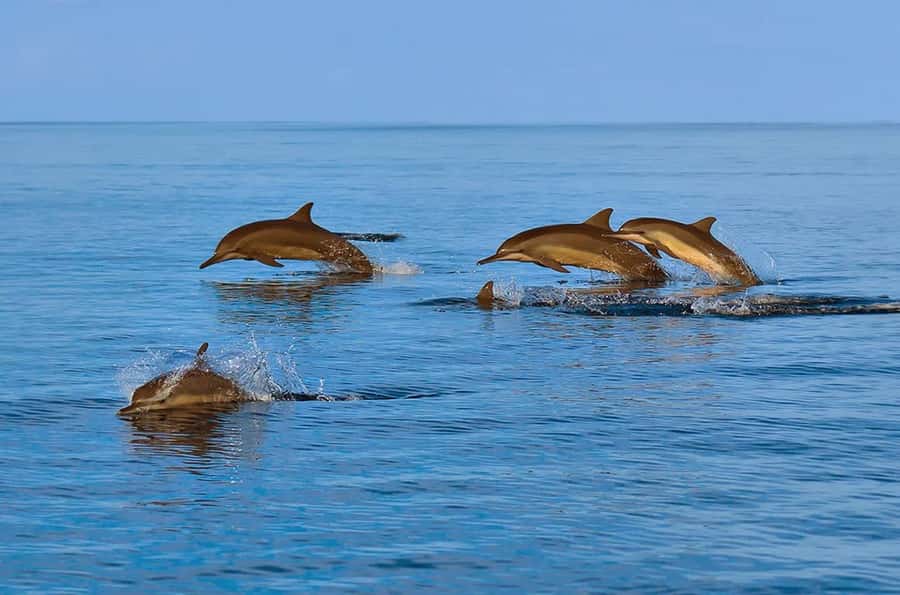 Muscat: Snorkeling and Dolphin Watching Tour - Who will enjoy this Muscat boat trip