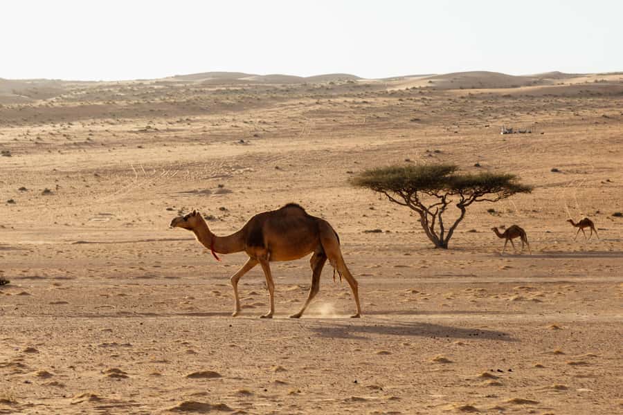 Muscat: Wadi Bani Khalid Oasis & Oman Desert Tour - What to pack for a ten-hour day