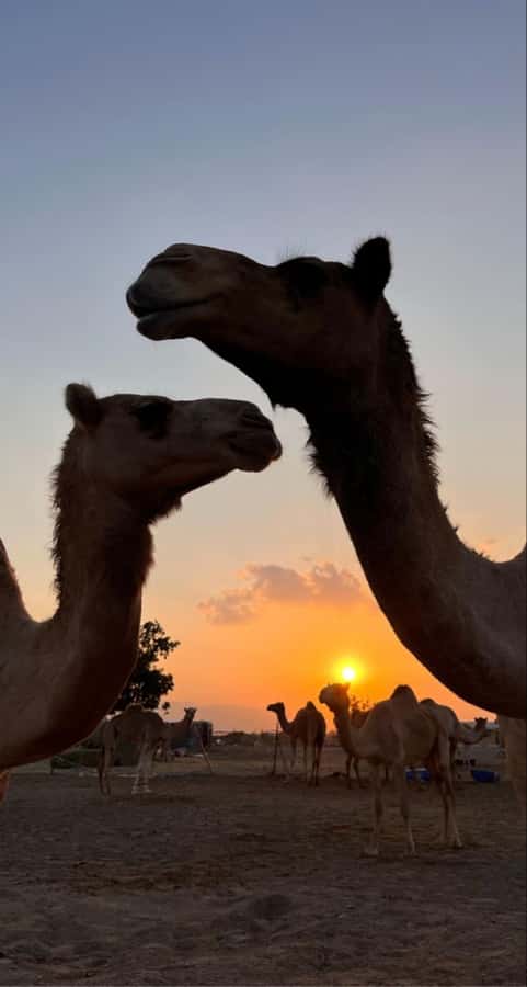 Muscat: Wadi Bani Khalid & Sunset at Wahiba Sands - Entering the Bidiyah desert near sunset