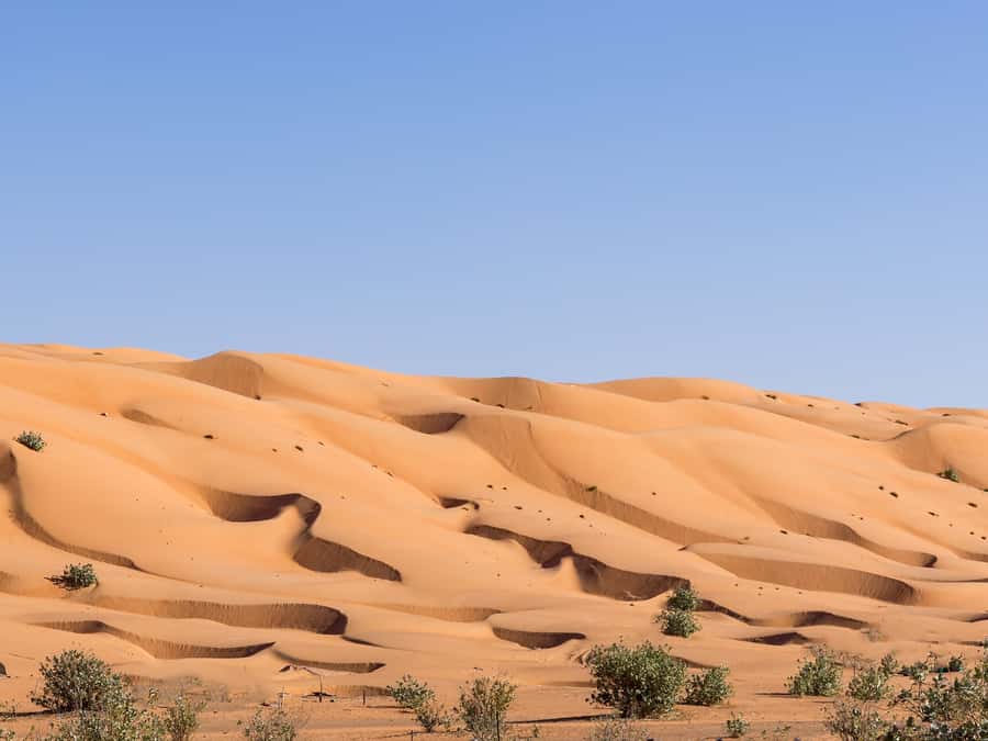 Muscat: Wahiba Sands Desert Sunset Tour with Dinner - The schedule at a glance