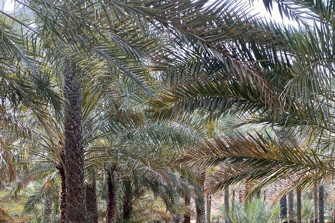 Old Nizwa authentic walks - Who should book this Nizwa walk?