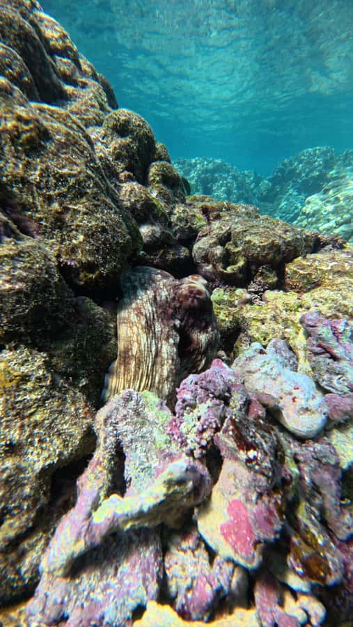 Oman: Daymaniyat Islands Visit and Snorkeling - Is $85 a fair price?