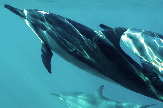 Oman Dolphin Watching Tours - Key points at a glance