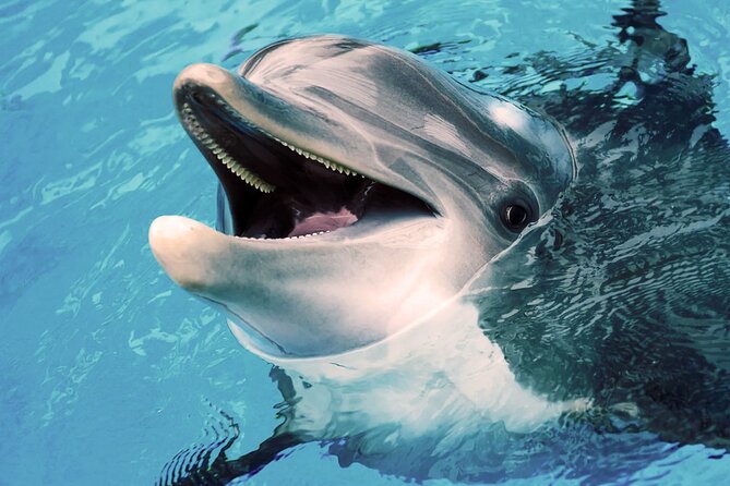 Oman Dolphin Watching Tours - Seeing Muscat from the water