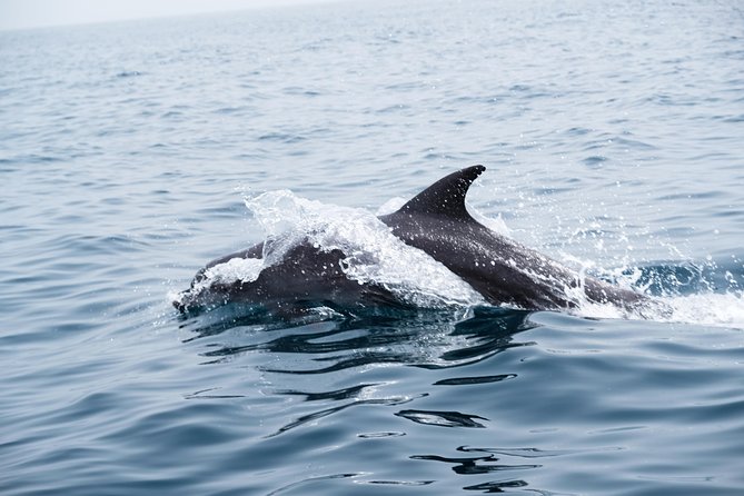 Oman Dolphin Watching Tours - Weather, cancellations, and the best attitude