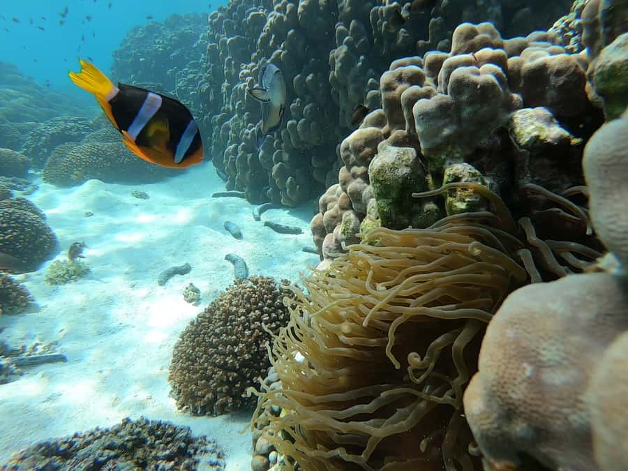Oman: Snorkeling Trip at Daymaniyat Islands - Key points at a glance