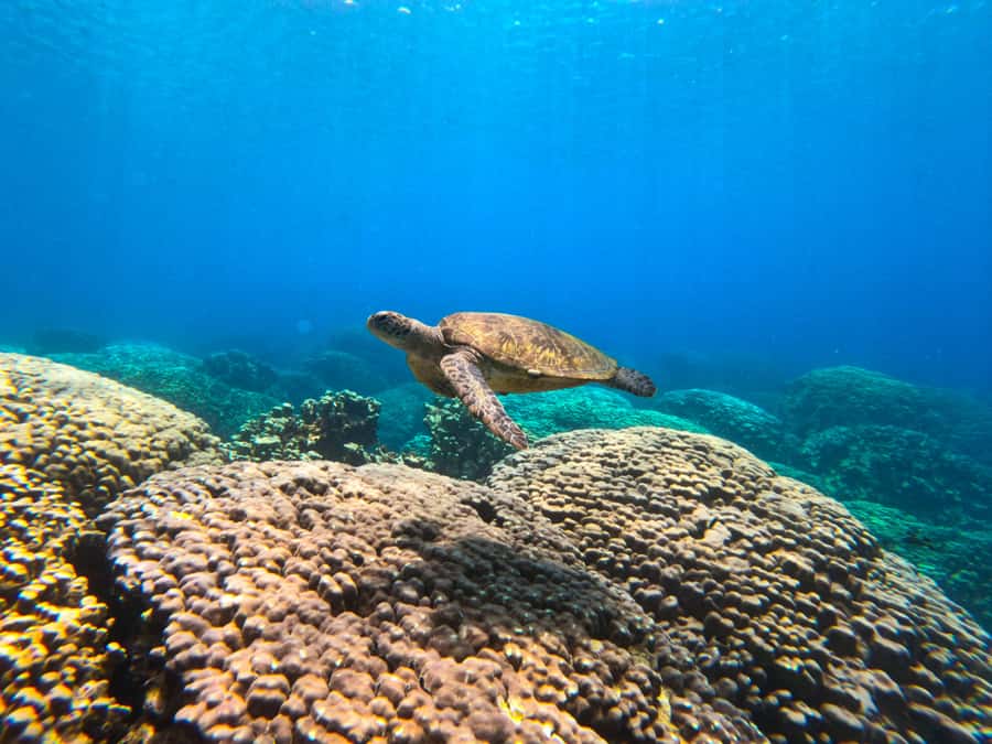 Oman: Snorkeling Trip at Daymaniyat Islands - Why the Daymaniyat Islands are worth your morning