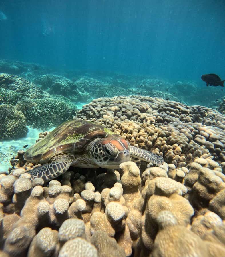 Oman: Snorkeling Trip at Daymaniyat Islands - A shaded boat makes the ride easier