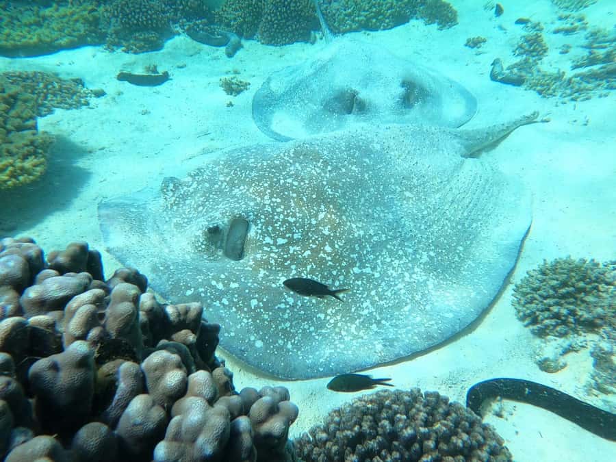 Oman: Snorkeling Trip at Daymaniyat Islands - Snorkeling with turtles, fish, and coral