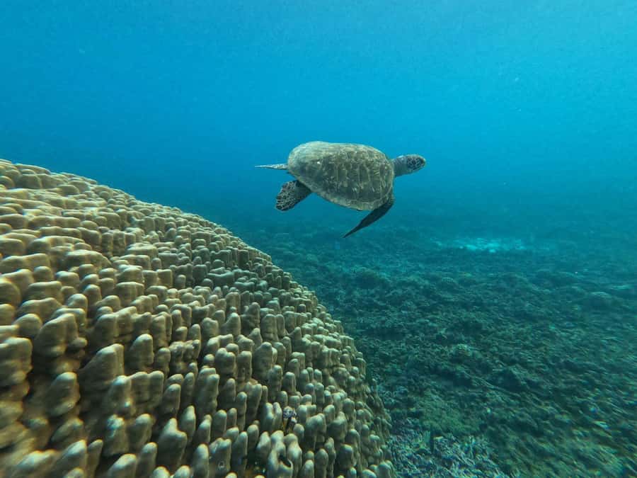 Oman: Snorkeling Trip at Daymaniyat Islands - Snacks, drinks, and the GoPro bonus