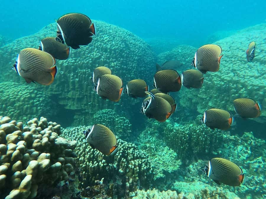 Oman: Snorkeling Trip at Daymaniyat Islands - What the $94 price gives you