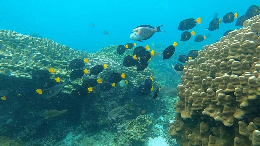 Oman: Snorkeling Trip at Daymaniyat Islands - What to pack for the Daymaniyat boat