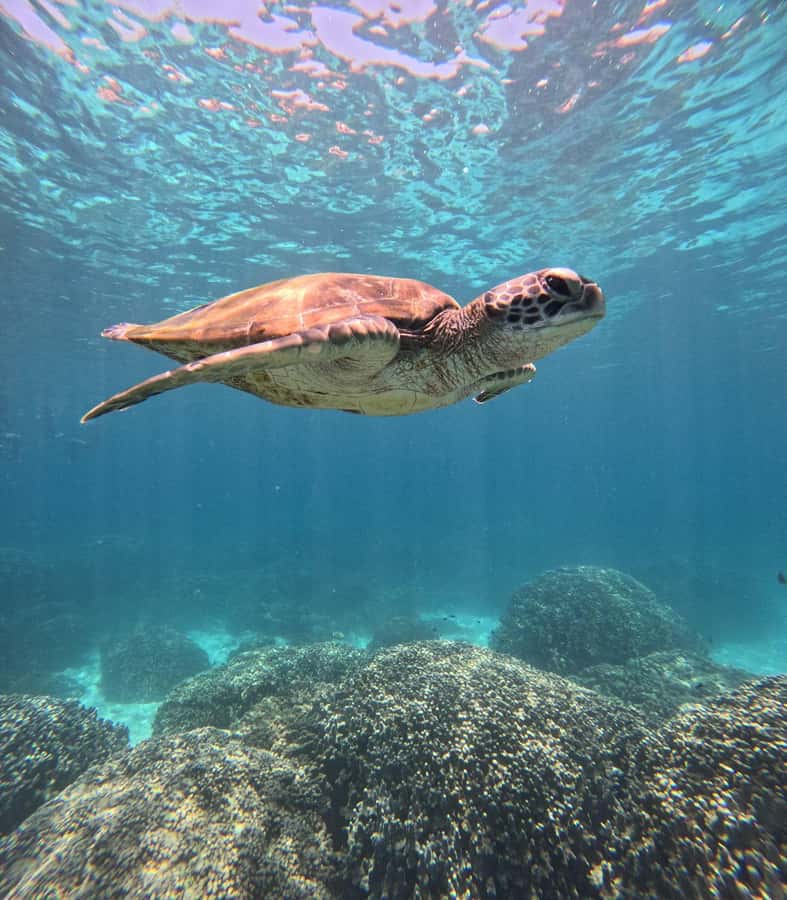 Oman: Snorkeling Trip at Daymaniyat Islands - The 8:30 am departure and meeting point