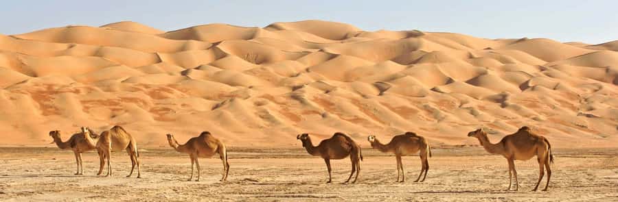 Oman: Wahiba and Wadi Bani Khaled Private Trip - Wahiba Sands and the dune-bashing question