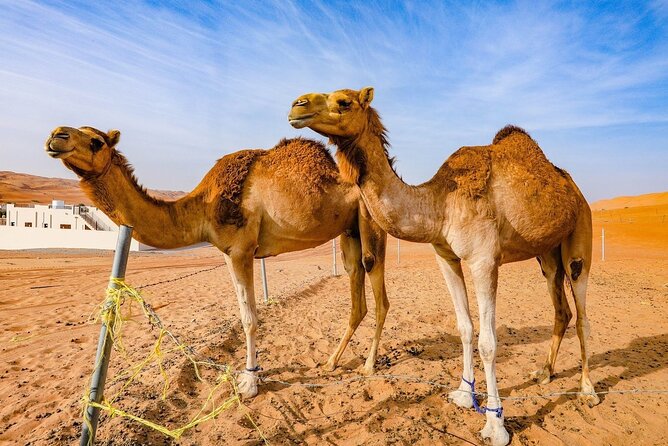 Private 2 Days 1 Night Wahiba Sands Desert and Wadi Bani Khalid Tour - Meeting a Bedouin family in Wahiba Sands