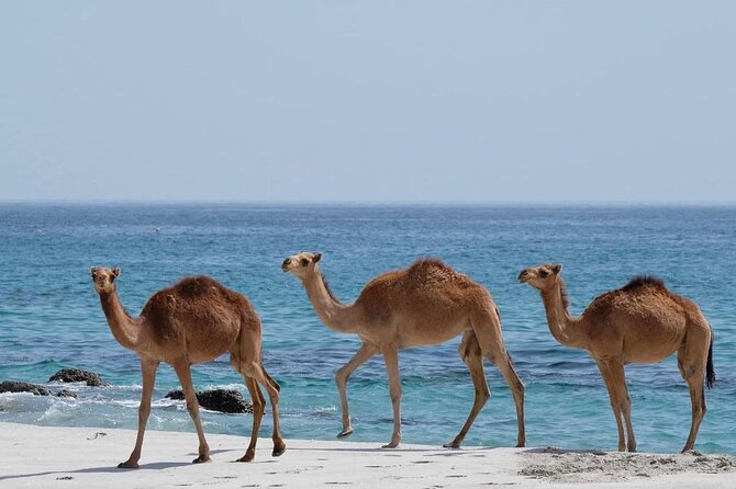 Private Caribian Orient (Swiming in Fazayeh Beach ) - Ayn Sahalnoot, a quiet start near Salalah
